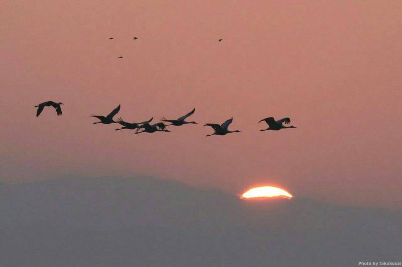 ツルと夕日