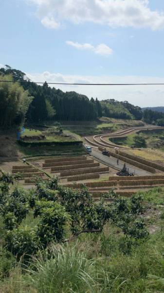 稲刈り田